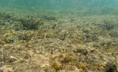 Underwater view of sea with stones and algae