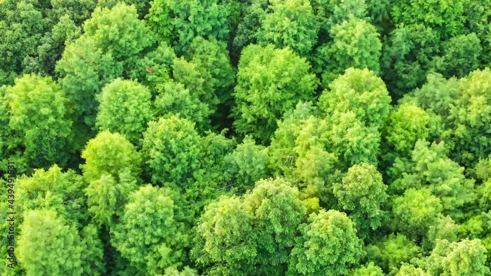 Aerial view of the green forest.Natural green background.The drone rises to photograph the green forest. Aerial view of the green forest.Natural green background.The drone rises to photograph the green forest.