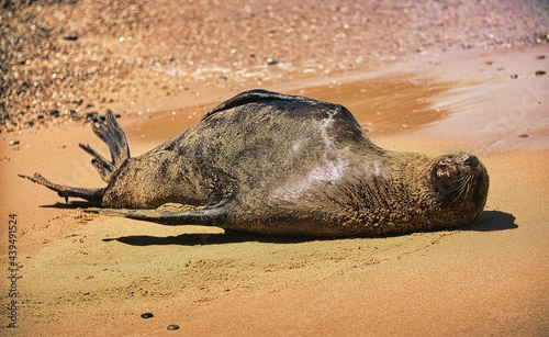 Australian Fur Seal, as seen lazing on the beach in The Royal National Park, NSW, Australia photo