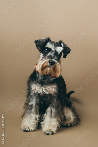 Schnauzer Puppy One Year Old.