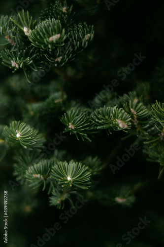 close up of spruce tree