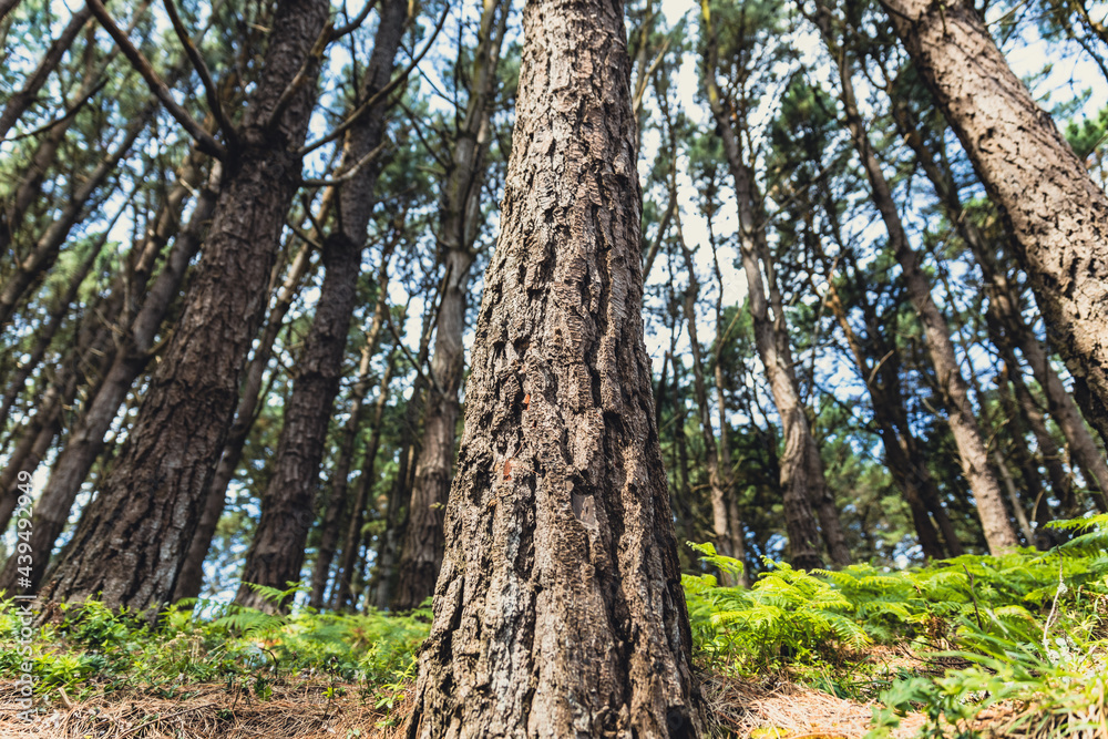 Wide view of a tree in the forest. 