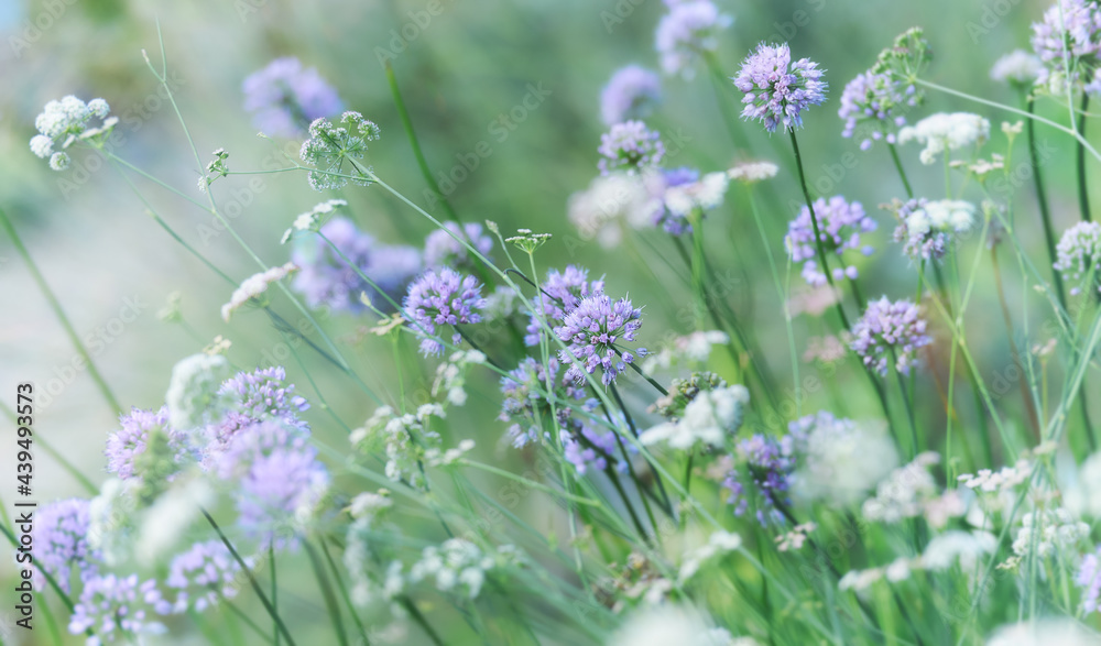 Nature background with spring flowers. Selective and soft focus. Nature background with spring flowers. Selective and soft focus.