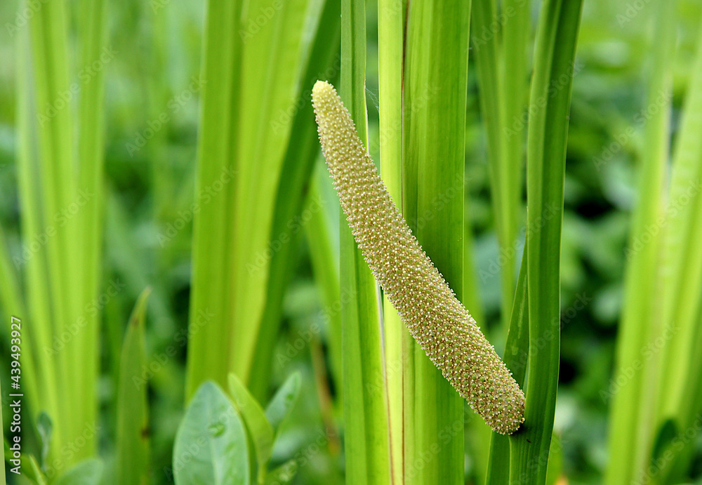 Ταπετσαρία The inconspicuous flowers of Acorus calamus