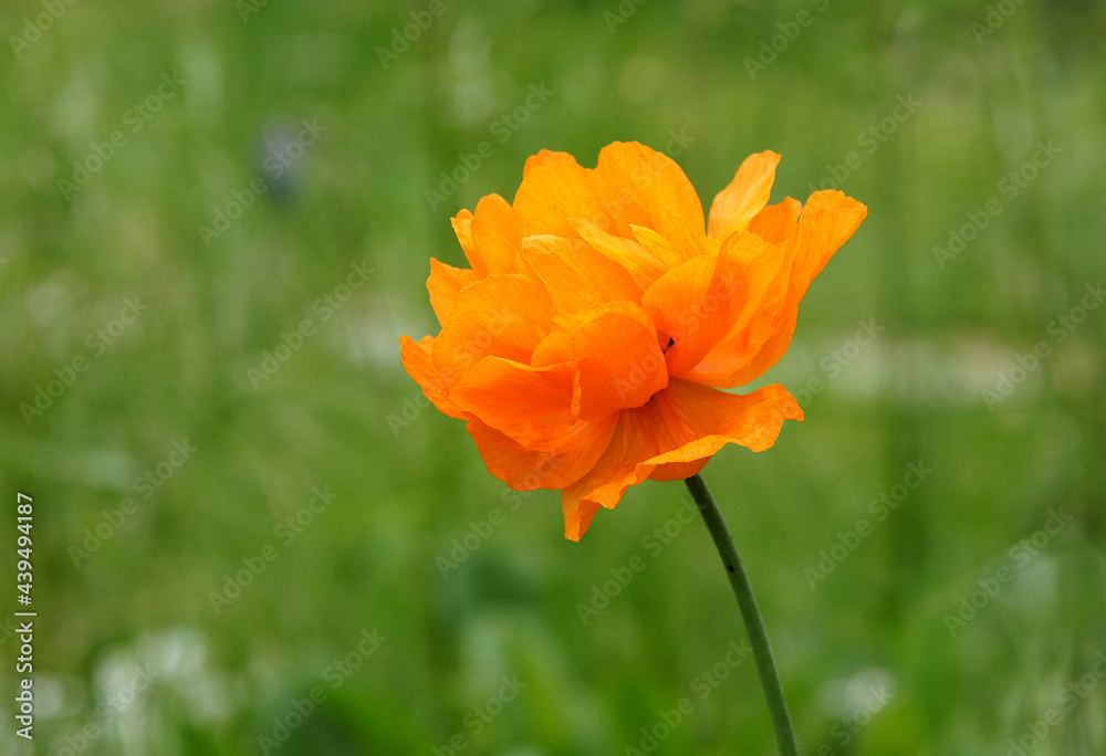 Flower of orange decorative poppy Flower of orange decorative poppy