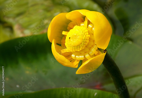 Obraz na plátně Yellow flower of nuphar lutea