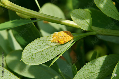 Barberry leaves affected by Puccinia graminis photo