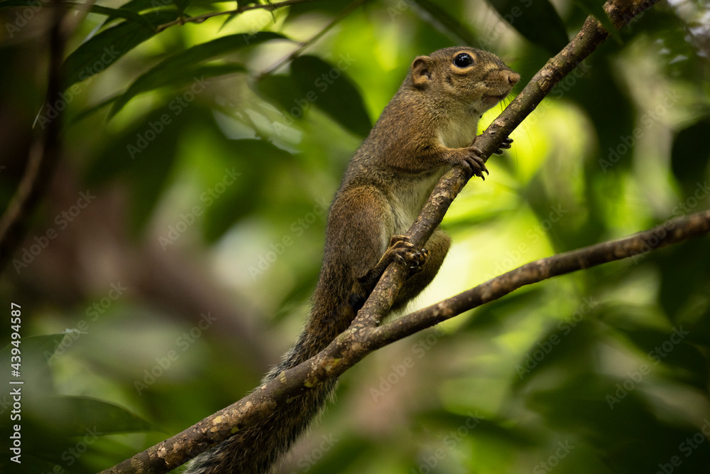 A squirrel in the forest on a tree branch A squirrel in the forest on a tree branch