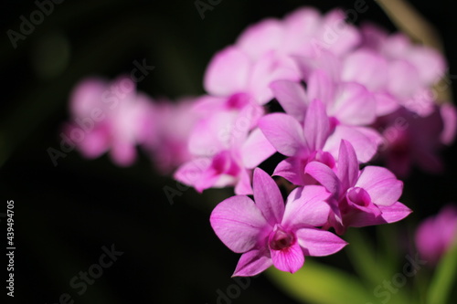 close up of a purple flower