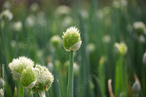 Green onion seeds cultivated in farmland