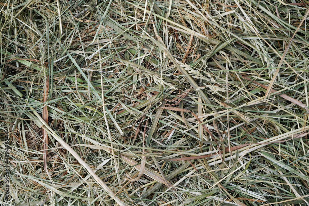 Mown, withered grass. Background of dried hay harvested for livestock feeding Mown, withered grass. Background of dried hay harvested for livestock feeding