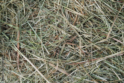 Mown  withered grass. Background of dried hay harvested for livestock feeding