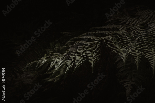 Fern