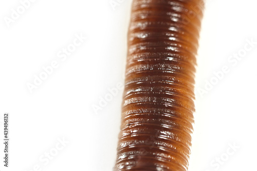 Extreme close-up macro photo of earthworm isolated on white background. Studio light made to show how it look beautiful by their smooth shiny tube shape anatomy.