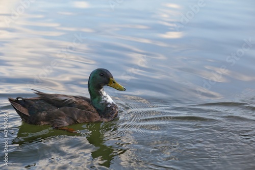 Male mallard slowly swims in a local clean pond in soft focus close-up