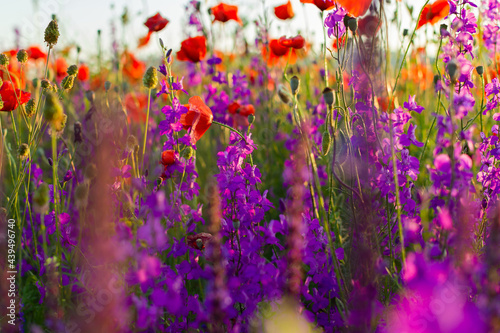 Delphinium poppies flowers in a field close-up. Beautiful colorful floral background in the sunset rays of the sun. The concept of summer, heat. Wild wildflowers, a poisonous plant. Blurred background