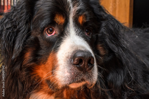 Head of a dog with sad eyes of the Bernese Mountain Dog breed 