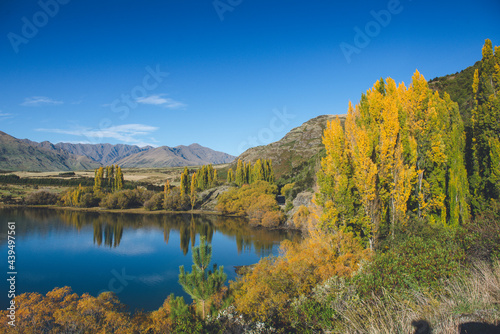 Yellow Poplar, Autumn in Lake Wanaka, New Zealand