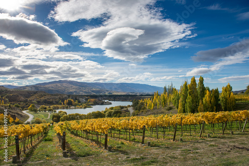 Central Otago Vineyard, New Zealand