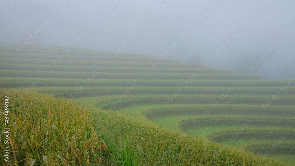 Paddy field or rice field. Closeup of yellow paddy rice field in autumn. Royalty high-quality free stock image of beautiful close up of organic rice fields or paddy field in Vietnam, Asia Paddy field or rice field. Closeup of yellow paddy rice field in autumn. Royalty high-quality free stock image of beautiful close up of organic rice fields or paddy field in Vietnam, Asia