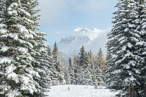 Snow-covered mountain peak through a forest of trees