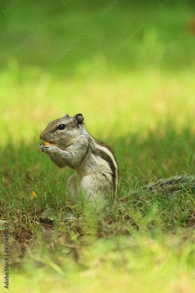 Fototapeta premium squirrel enjoy their food and have fun
