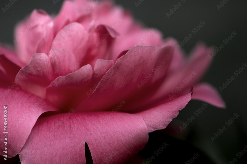 Pfingstrose in Magenta, close up