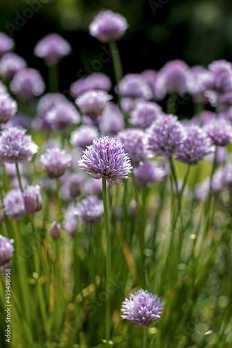 blooming chives in the garden