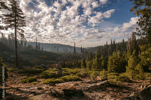 Forest against cloudy sky in nature
