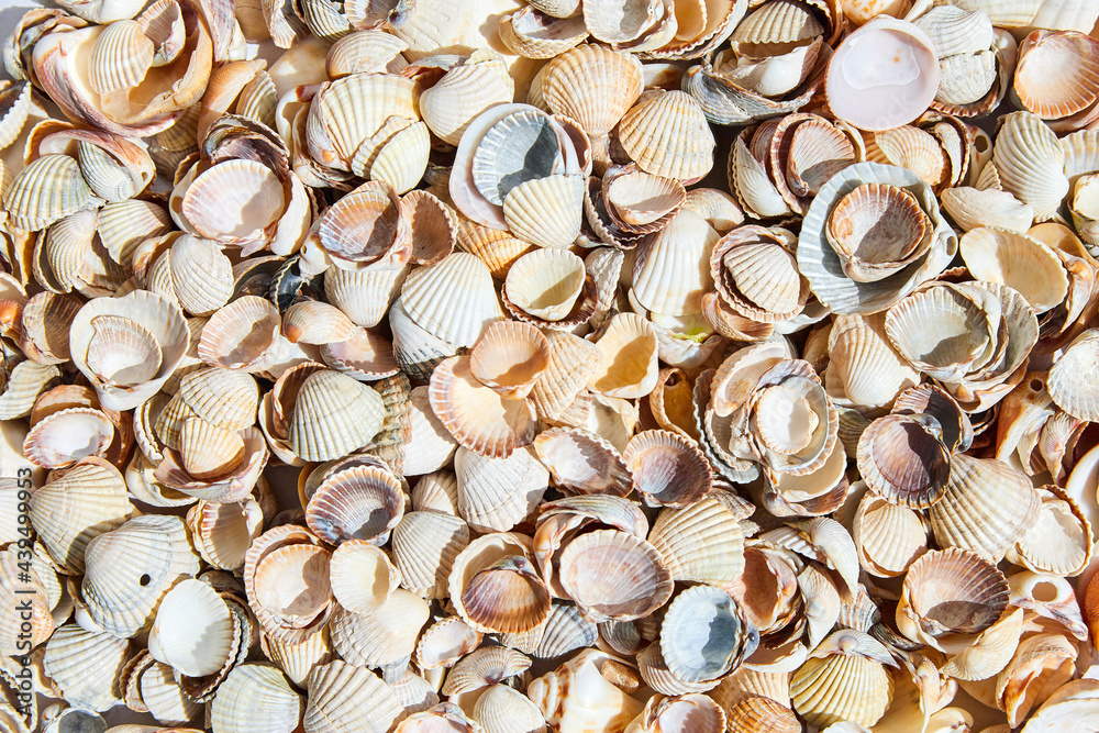 Summer background pattern from seashells. Close-up, top view.