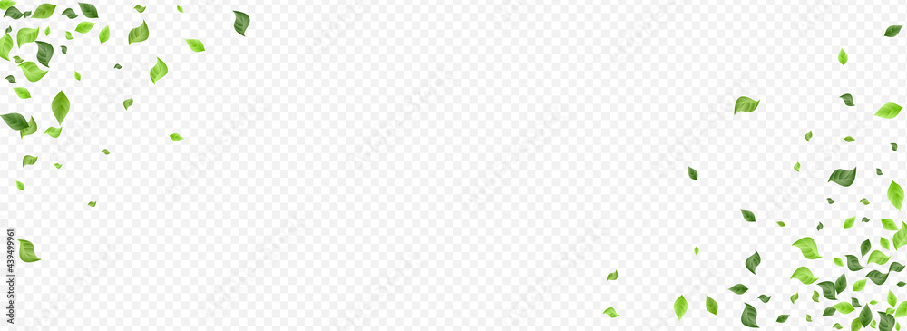 Swamp Greenery Herbal Vector Panoramic Swamp Greenery Herbal Vector Panoramic