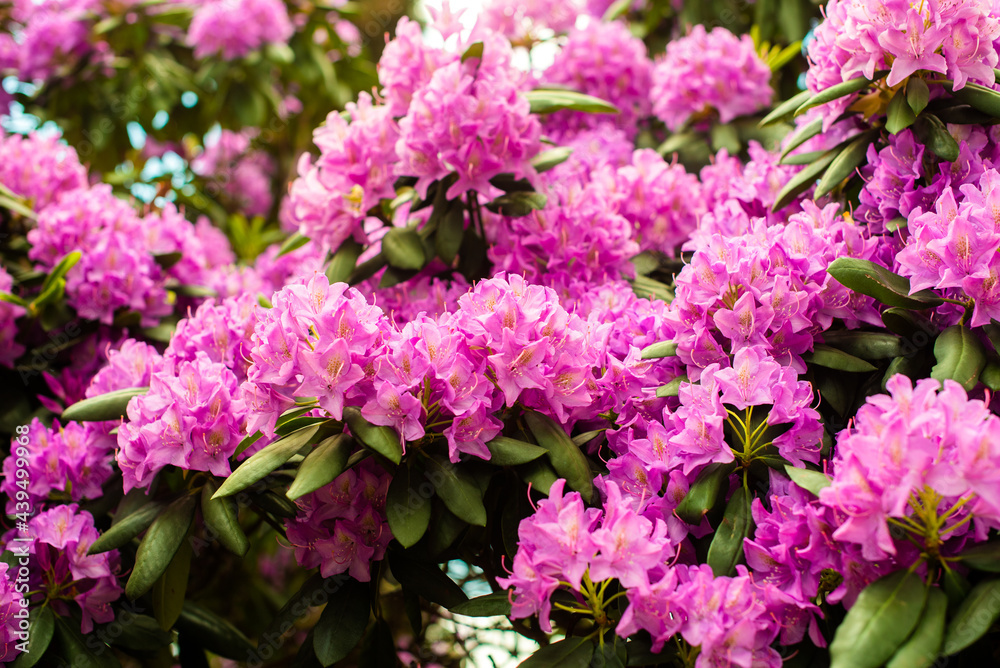 Beautiful blooming pink Azalea - flowering shrubs in the genus Rhododendron. Pink, summer flower background. gardening. Beautiful blooming pink Azalea - flowering shrubs in the genus Rhododendron. Pink, summer flower background. gardening.