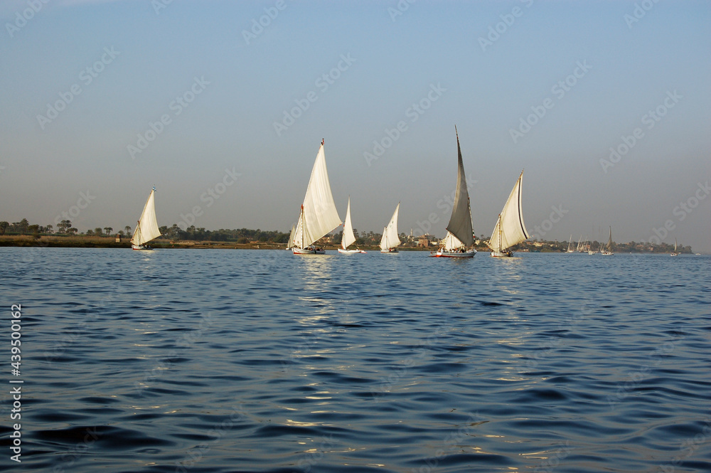 Fototapeta premium Feluccas sailing in the evening sunshine, Luxor