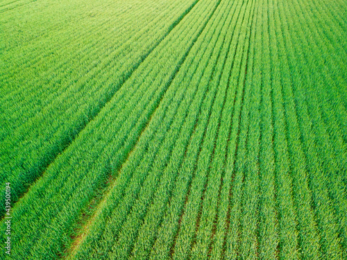 Green cultivated wheat or rye field from above. photo