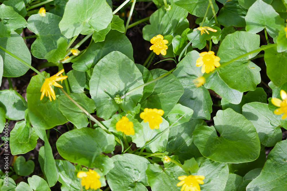 Green soy plants with yellow flowers, use as a background or texture Green soy plants with yellow flowers, use as a background or texture