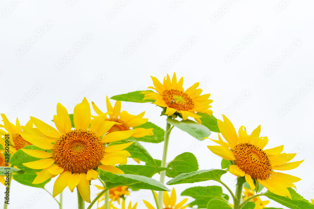 Fototapeta premium ひまわりの花畑