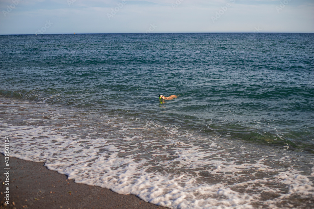 Dog playing in the beach with a ball and swimming in the beach