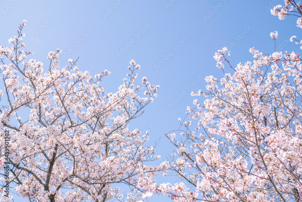 満開の桜並木と青空