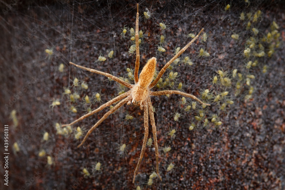 Nursery Web Spider Nursery Web Spider
