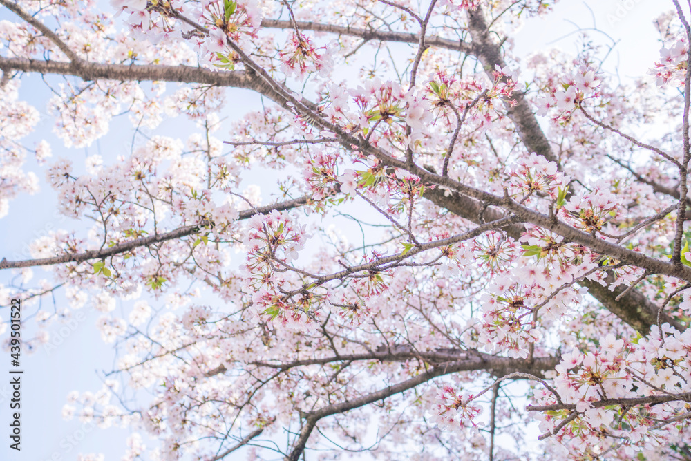 満開の桜木と空