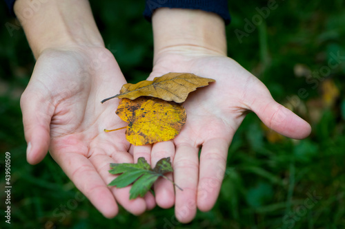 hands are holding leaves. different autumn leaves on the girl's hand close-up. Woman's hands, Top view. A place for text. multicolored autumn leaves. on a green background, close-up