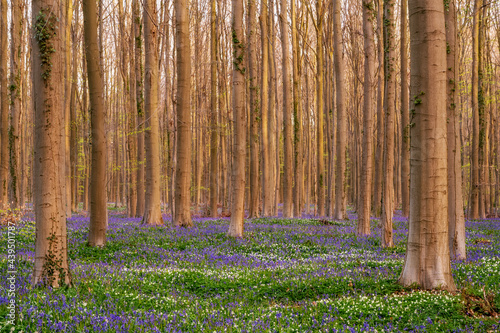 Bois de Hal photo