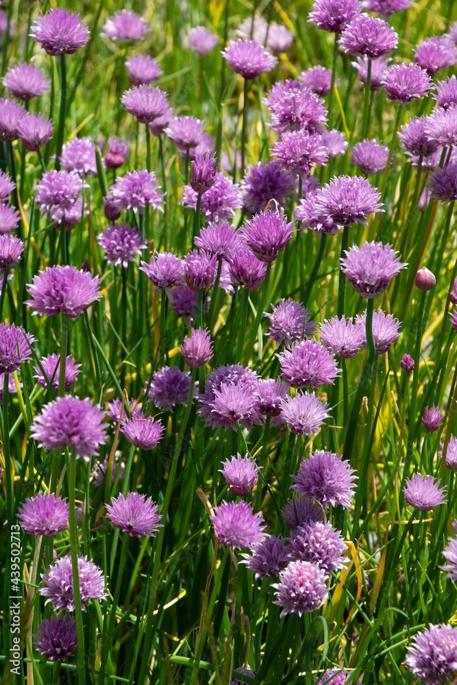 close-up of wild growing and flowering chives herbal plant in the springtime close-up of wild growing and flowering chives herbal plant in the springtime
