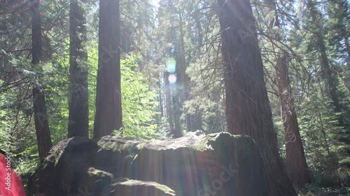 Camping in High Sierras in the Sequoia National Forest.  Hiking and camping among the Giant Sequoia trees in the California mountain range.  Mountain Home State Forest. photo