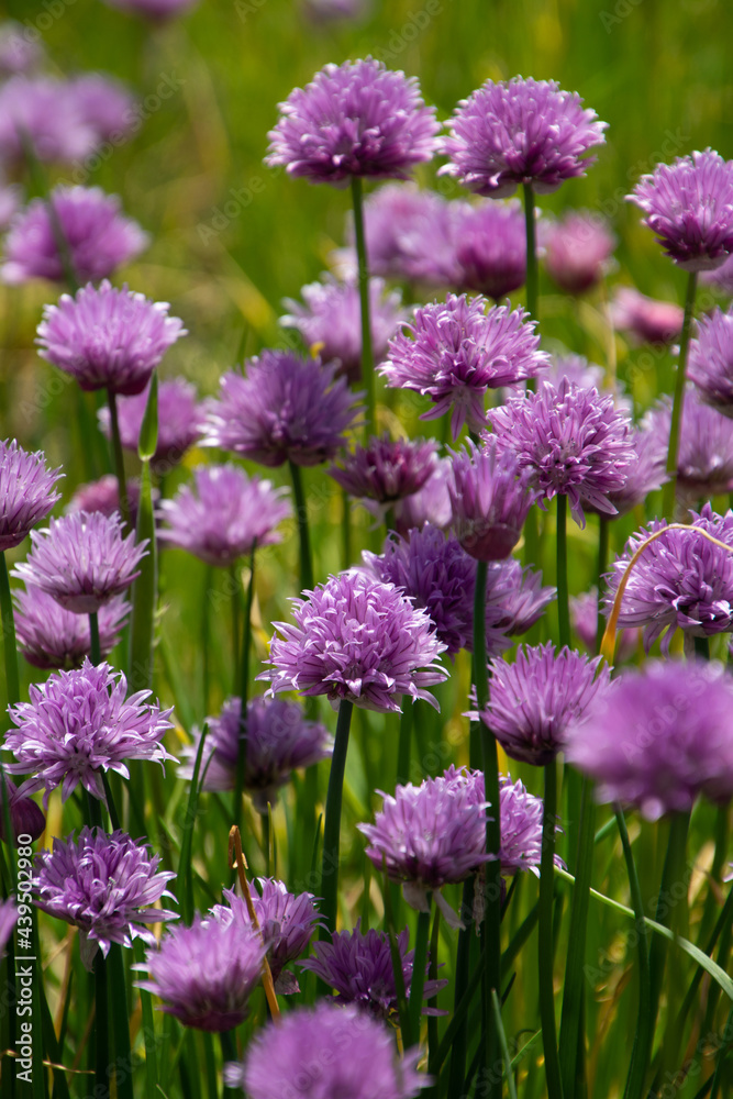 allium schoenoprasum flowers are bee-friendly in the medicine garden allium schoenoprasum flowers are bee-friendly in the medicine garden