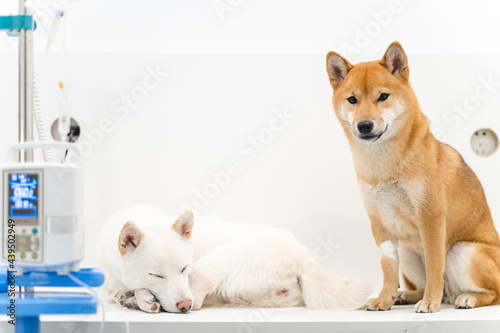 Dog On A Surgery Table photo