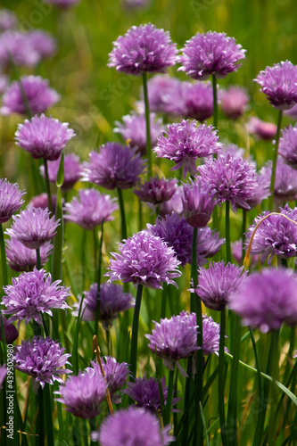 allium schoenoprasum flowers are bee-friendly in the medicine garden