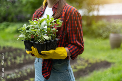 Close-up of a woman's hands in yellow rubber gloves holding green young saplings on a sunny summer day.