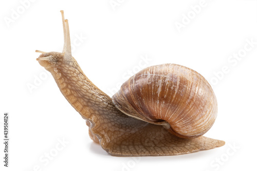 Garden snail isolated on a white background.