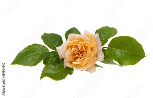 peach rose isolated